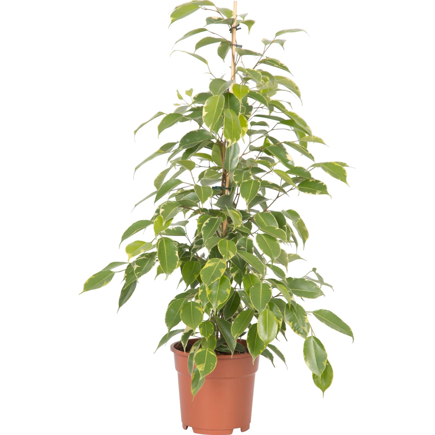 Ficus benjamina in vaso marrone, foglie con bordi verdi e bianchi.