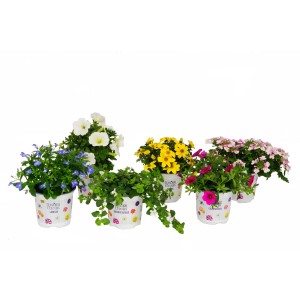 Diverse piante fiorite in vaso della categoria Piante fiorite in vari colori.