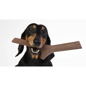 Bassotto con osso giocattolo t.b.t. marrone in bocca, un gioco da riporto.