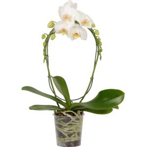 Orchidea farfalla (Phalaenopsis) con fiori bianchi in vaso, diametro circa 12 cm.