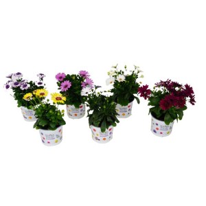 Margherite (t.b.t.) di vari colori in vaso, una selezione di fiori primaverili colorati.