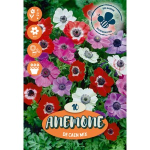 Mix colorato di Leucocoryne come bulbi da fiore per aiuole e giardini.