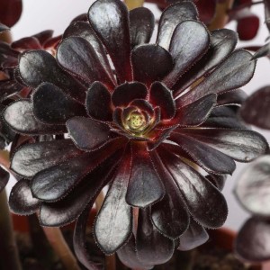Aeonium nigra piante succulente vaso Ø 17 cm