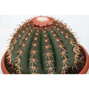 Cactus sferico con spine in vaso, pianta grassa.