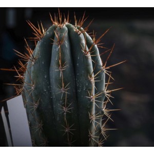 Browningia hertlingiana Cactus azzurro vaso Ø 13 cm