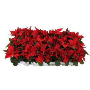 Stella di Natale rossa (Poinsettia) in vaso.