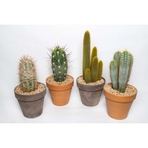 Vari cactus in vaso, ad es. come decorazione per il soggiorno.