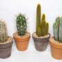 Vari cactus in vaso, ad es. come decorazione per il soggiorno.