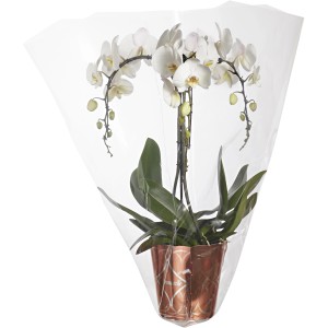 Orchidea bianca in vaso, avvolta in pellicola.