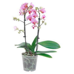 Orchidea farfalla Phalaenopsis rosa con molti fiori in vaso.