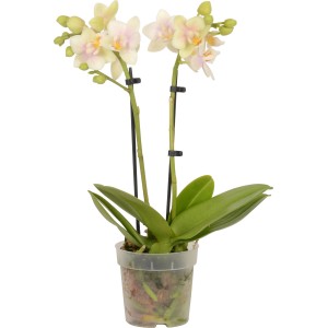 Mini orchidea farfalla (Phalaenopsis) in vaso, fiori giallo tenue con accenti rosa.