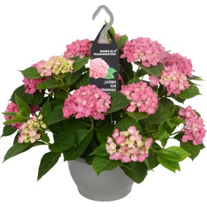 Cesto sospeso di ortensie Traumgarten con fiori rosa in vaso grigio, ca. 23 cm di diametro.