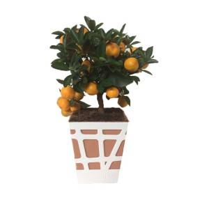 Piccola pianta di mandarino in vaso con fioriera bianca.