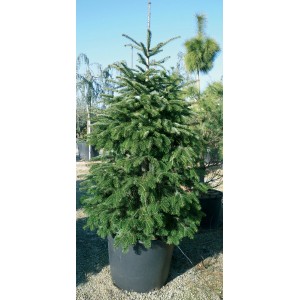 Conifera t.b.t. verde in vaso. Albero sempreverde per giardino e terrazza.