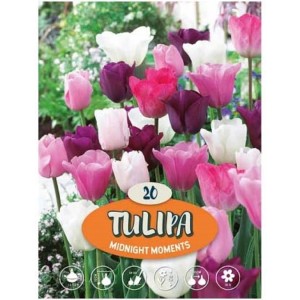 Bulbi da fiore di tulipano 'Midnight Moments', mix di fiori bianchi, rosa e viola.