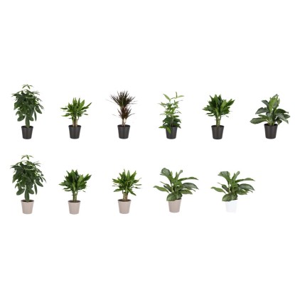 Verde Mix Vaso 17 cm