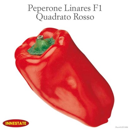 Peperone quadrato rosso innestato vaso 14 cm