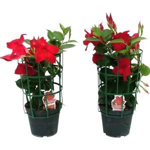 Due piante in vaso con fiori rossi e foglie verdi in un traliccio verde.