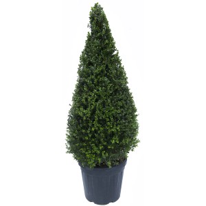 Bosso (Bossolo) a forma di cono in vaso, foglie verdi.