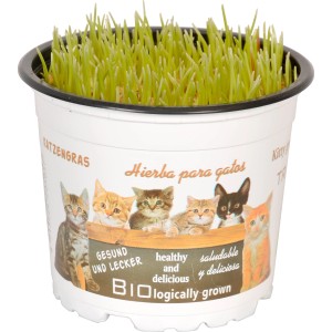 Erba gatta in vaso con immagini di gatti. Gioco sano per gatti.