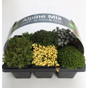 Mix alpino di piante primaverili in set per patio e balcone.