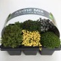 Mix alpino di piante primaverili in set per patio e balcone.