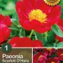 Peonia 'Scarlet O'Hara' con fiori rosso vivo e centro giallo. Fiore resistente.