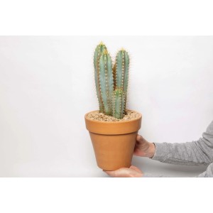 Cactus colonnare bluastro in vaso di terracotta, tenuto in mano.