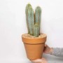 Cactus colonnare bluastro in vaso di terracotta, tenuto in mano.