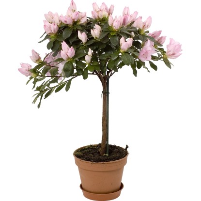 Azalea da appartamento in vaso Ø 14 cm