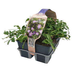 Confezione da 6 di pervinca a foglia piccola 'Blu' in vaso, Vinca minor, copertura del suolo con fiori blu.