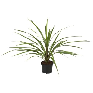 Pianta verde t.b.t. in vaso nero per giardino o interni.