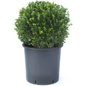 Bossolo sferico t.b.t. in vaso, foglie verdi.