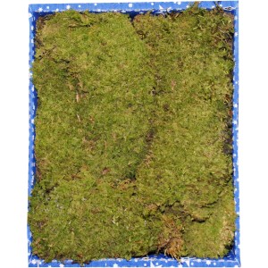 Muschio per decorazioni presepe in scatola blu. Design naturale del presepe con muschio.