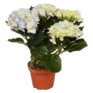 Ortensia da interno blu in vaso, circa 9,5 cm di diametro, con fiori azzurri.