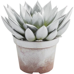 Succulenta argentata in vaso, pianta da interno decorativa.