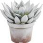 Succulenta argentata in vaso, pianta da interno decorativa.