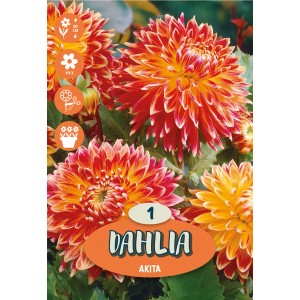 Dalia Akita arancio-rossa, dalia decorativa bicolore come fiore estivo per aiuole e bordure.