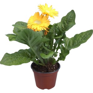 Gerbera gialla in vaso (circa 12 cm Ø). Pianta fiorita decorativa per interni e giardino.