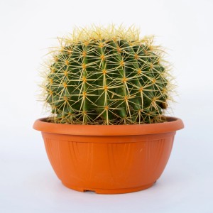 Cactus rotondo con spine gialle in vaso marrone.