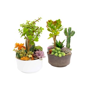 Due diverse composizioni di piante grasse in vasi bianchi e grigi.