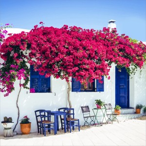 Scena idilliaca con albero fiorito, mobili blu e casa bianca in stile Quadri.