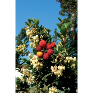 Corbezzolo (t.b.t.) con frutti rossi e fiori bianchi.