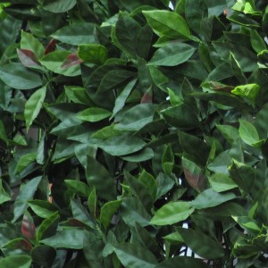 Dettaglio delle foglie verdi di una arelle t.b.t. come frangivista.