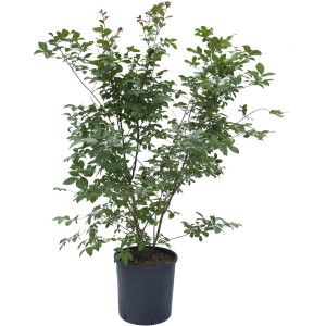 t.b.t. in vaso, un arbusto verde per il giardino o il patio.