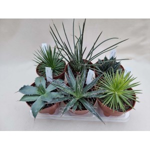 Diverse piante grasse come t.b.t. in vasi su un vassoio.