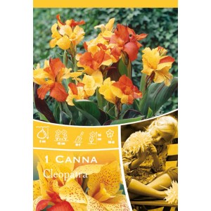 Bulbo di Canna Cleopatra con fiori giallo-rossi in un'aiuola.