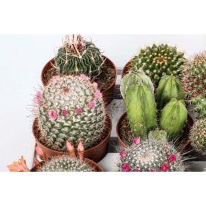 Vari cactus in vaso, alcuni fioriti.