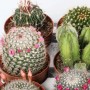 Vari cactus in vaso, alcuni fioriti.