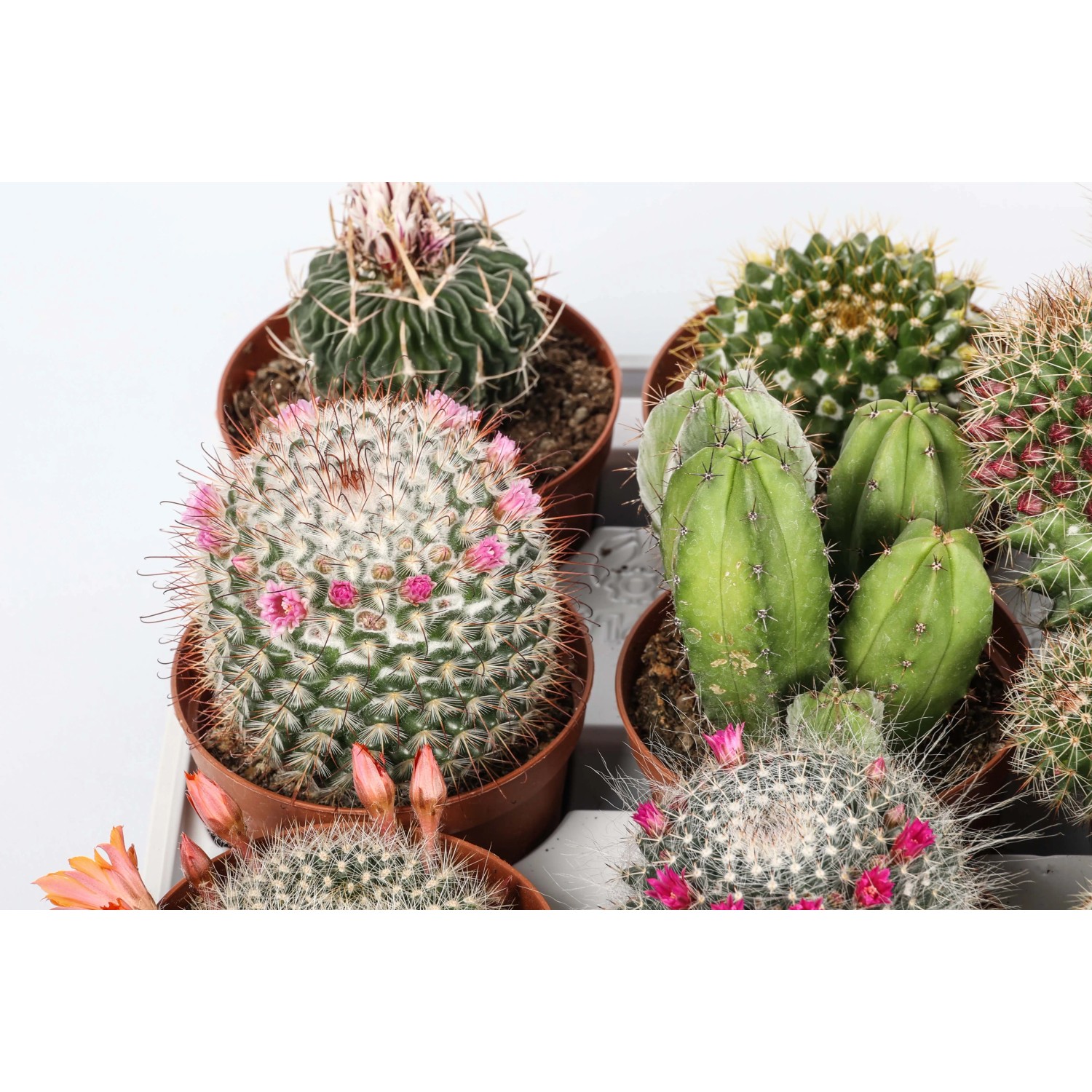 Vari cactus in vaso, alcuni fioriti.